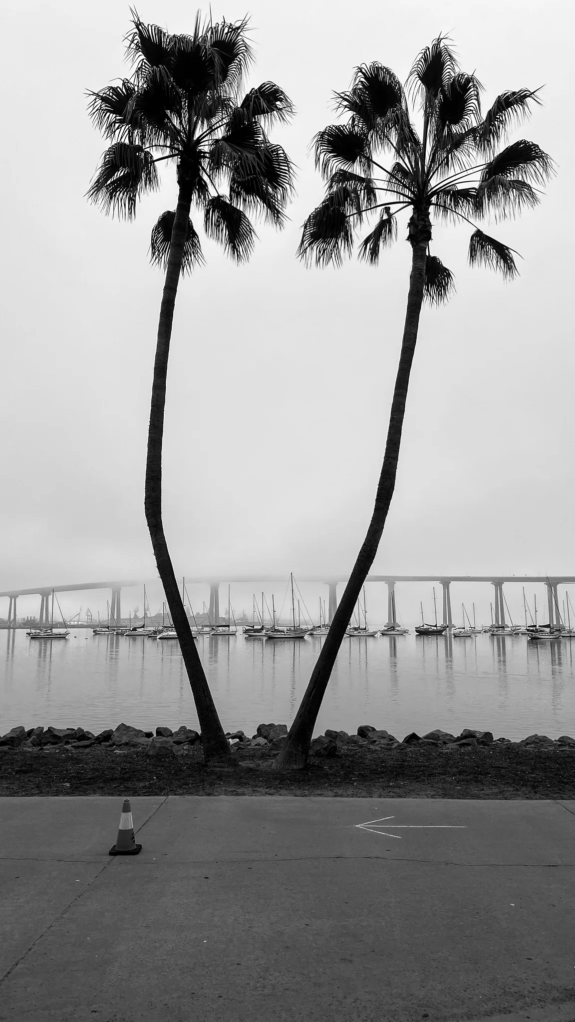 Two tall palms leaning apart in front of a bay, the long curve of a bridge dissolving into fog behind them and moored sailboats along the waterline. A traffic cone and a painted arrow sit on the asphalt in the foreground.